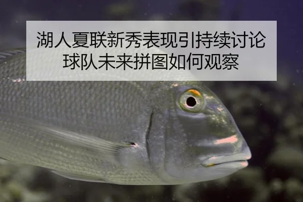 湖人夏联新秀表现引持续讨论 球队未来拼图如何观察